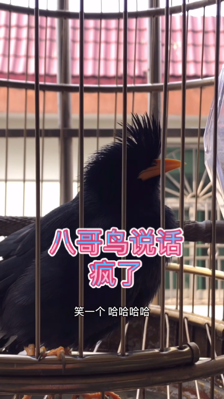 帅气八哥鸟说话繁殖期疯了