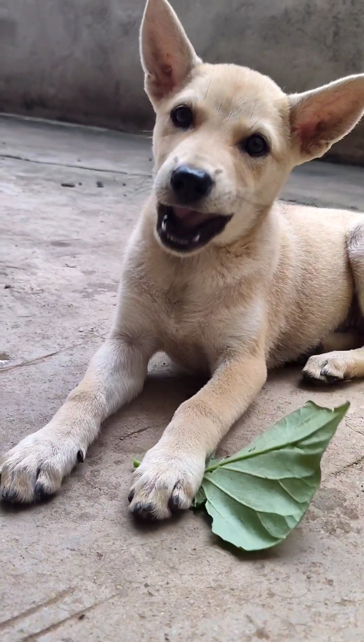 小小爱宠萌化你#广西笔尾灰猎犬-度小视