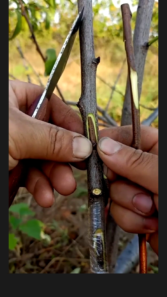 桃树嫁接技术分享,成活率太牛了.-全民小视频