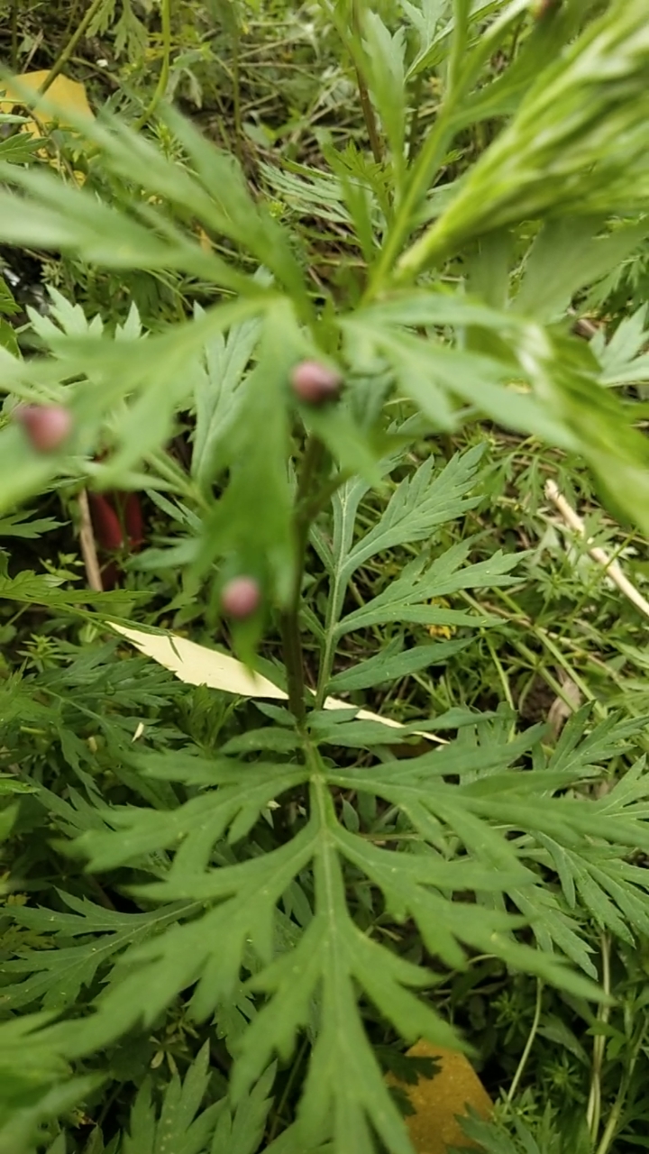 神颜福利社#你们见过蒿叶上面长这样的红果子吗?