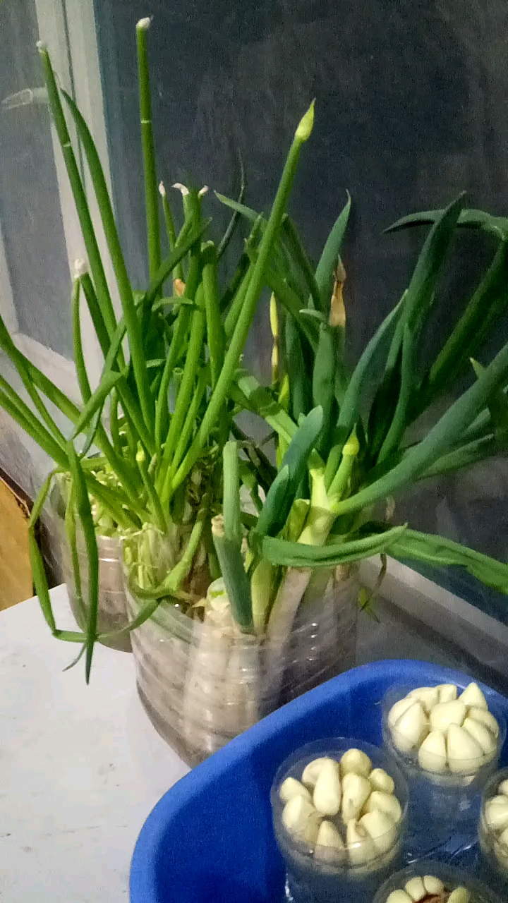 冬季的绿色#在室内水升大葱长的非常好