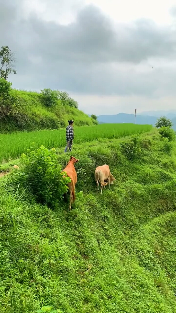 有没有突然想回去放牛的