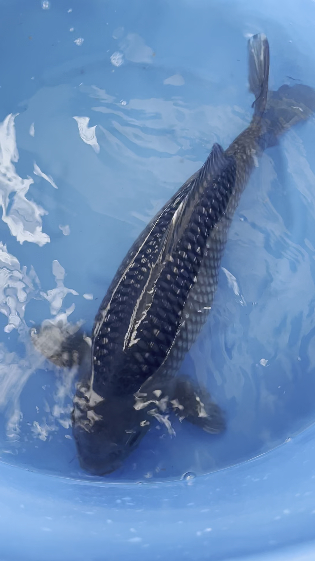 锦鲤#60公分大日银鳞黑钻锦鲤鱼