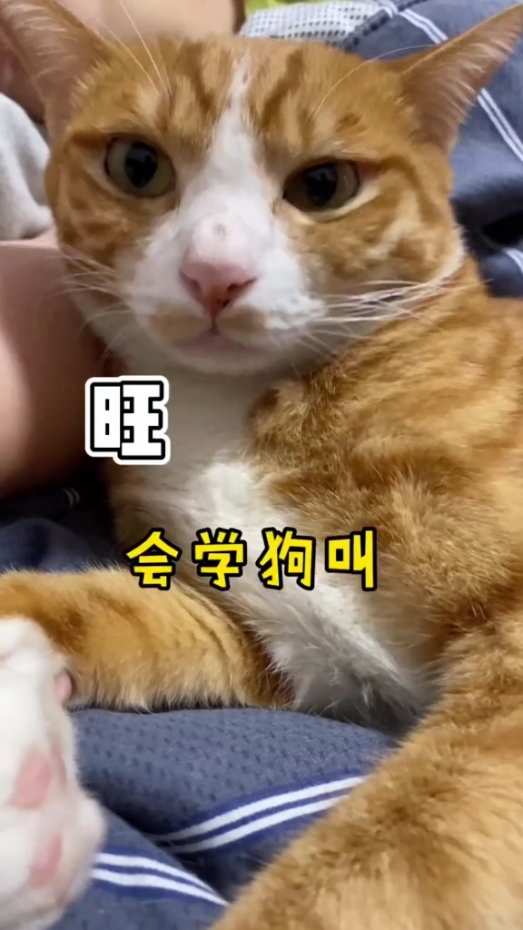 这猫成精了