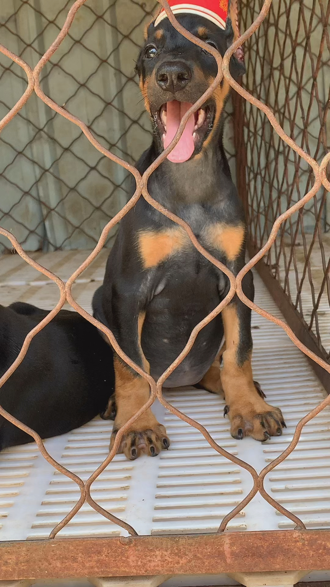 德系杜宾犬#高端杜宾犬,每个男人的专属礼物