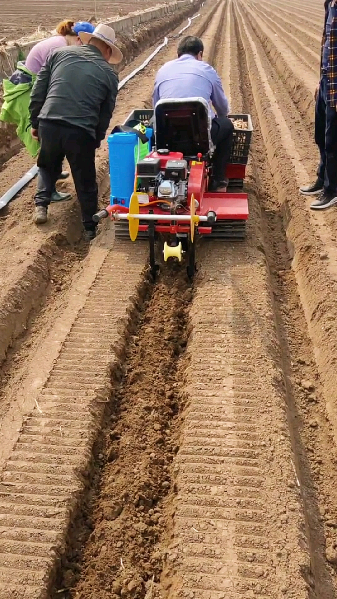大姜种植#大姜播种机,播种盖土铺滴灌带一个机器同时完成,省时省工