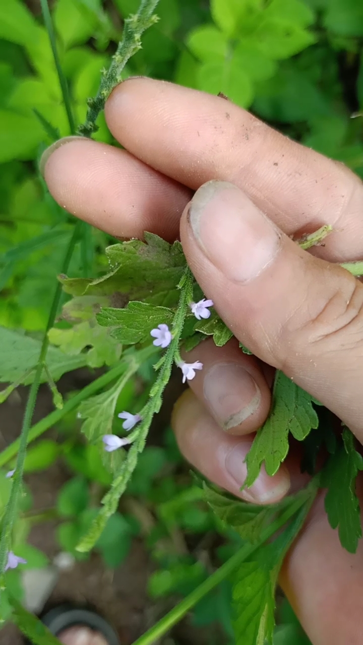 马鞭草又叫铁马鞭和酒曲草,是制作酒曲最常用的一种山草药