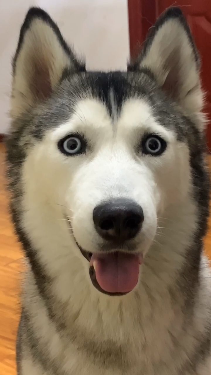 二哈#在家真无聊,买了一只二哈,感觉好傻啊!