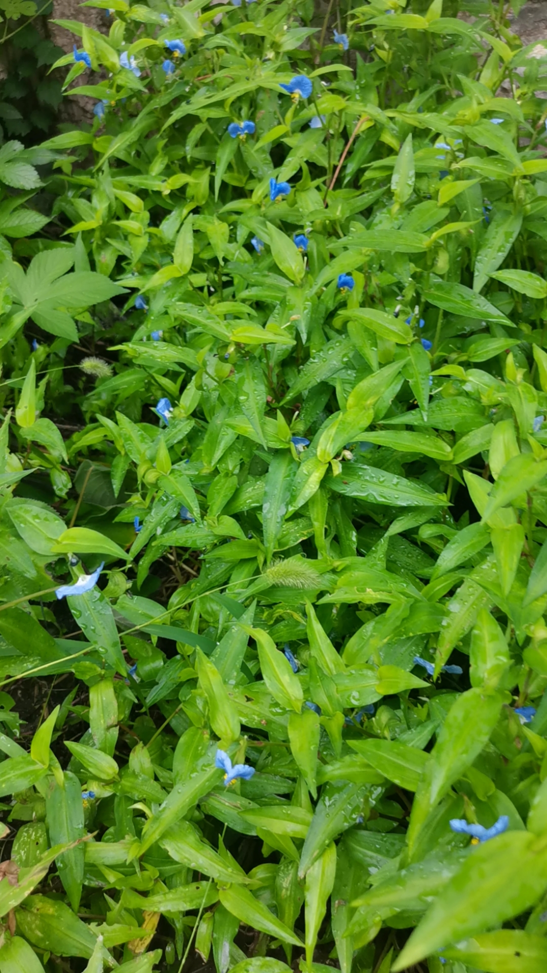 大自然的美一一无名小草