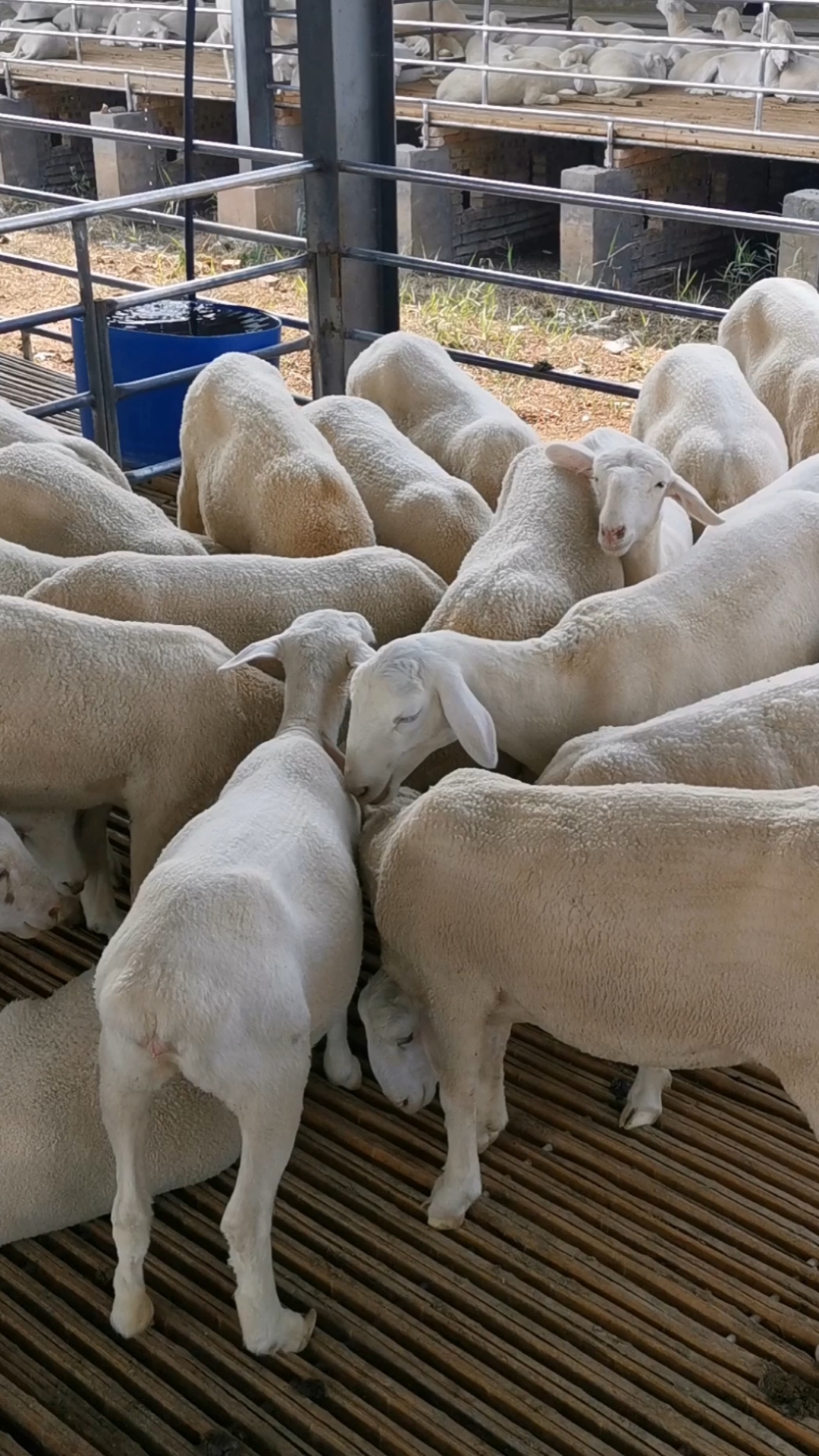澳洲白受孕繁殖母羊的夏季养殖技术要点