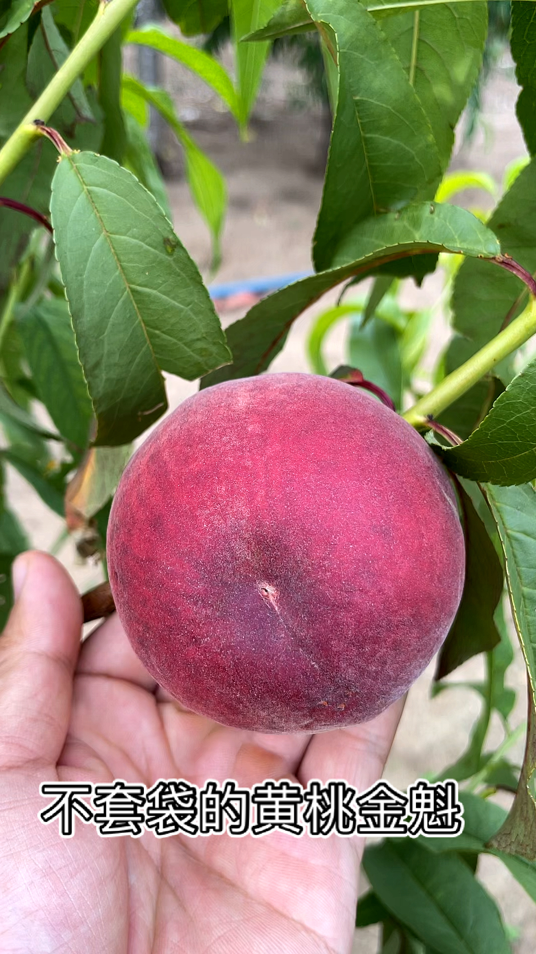 不套袋的黄桃金魁,不裂果,没有果绣,平均200克以上,6月中成熟