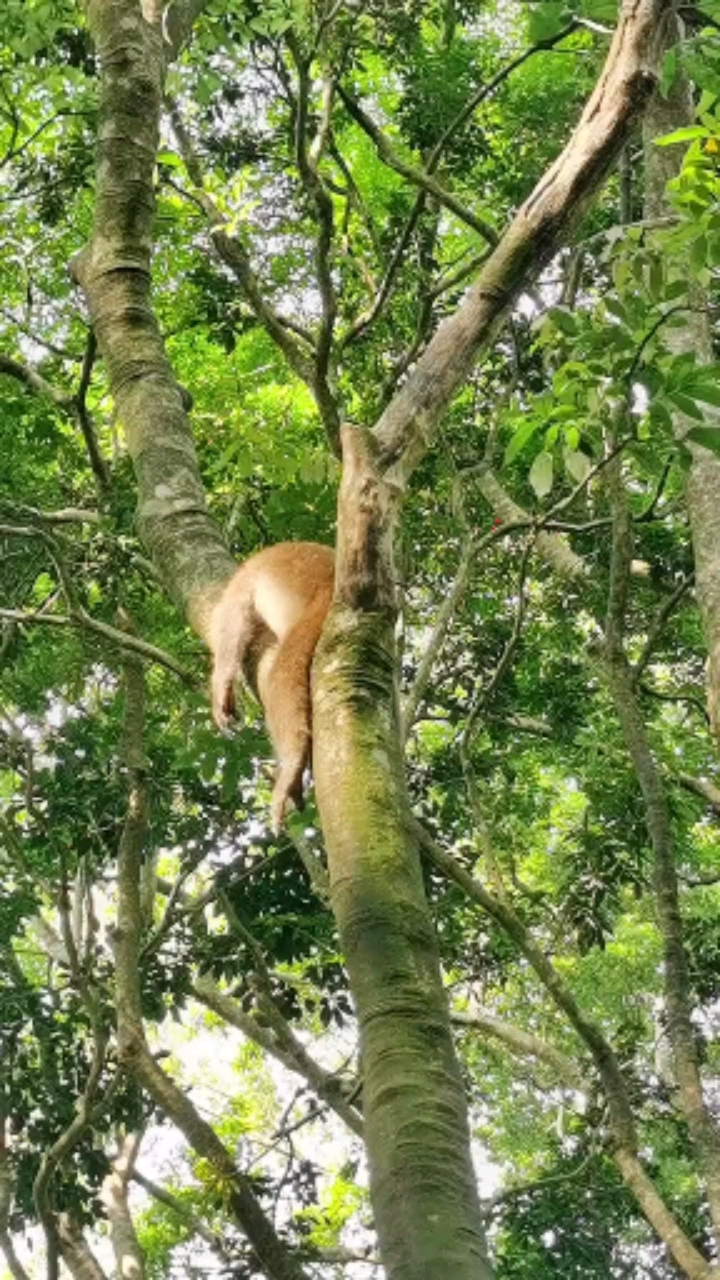 小小爱宠萌化你树上骑着猴树下几只猴