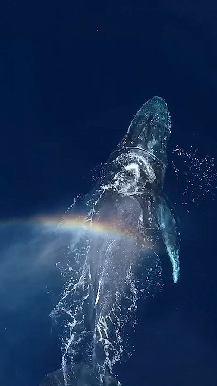 美轮美奂!高清60帧展示,蓝鲸浮出水面喷出一道彩虹-度小视