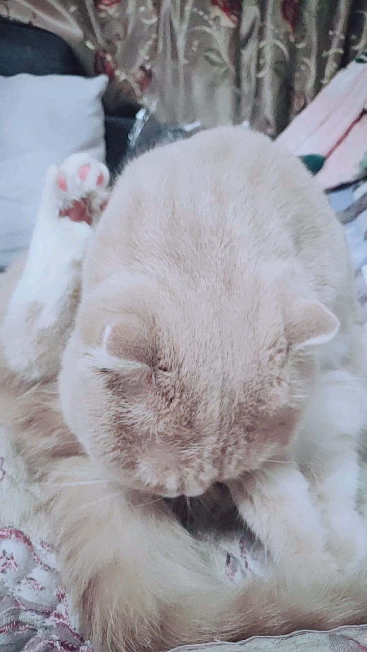 今天有些蔫了吧唧的,不爱动,眼睛还肿了.孤独的猫