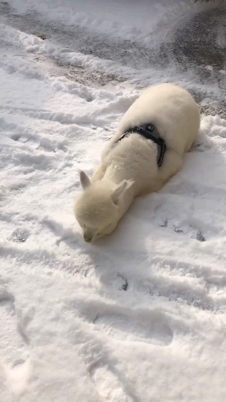 up蹦床公园打滚儿使我快乐