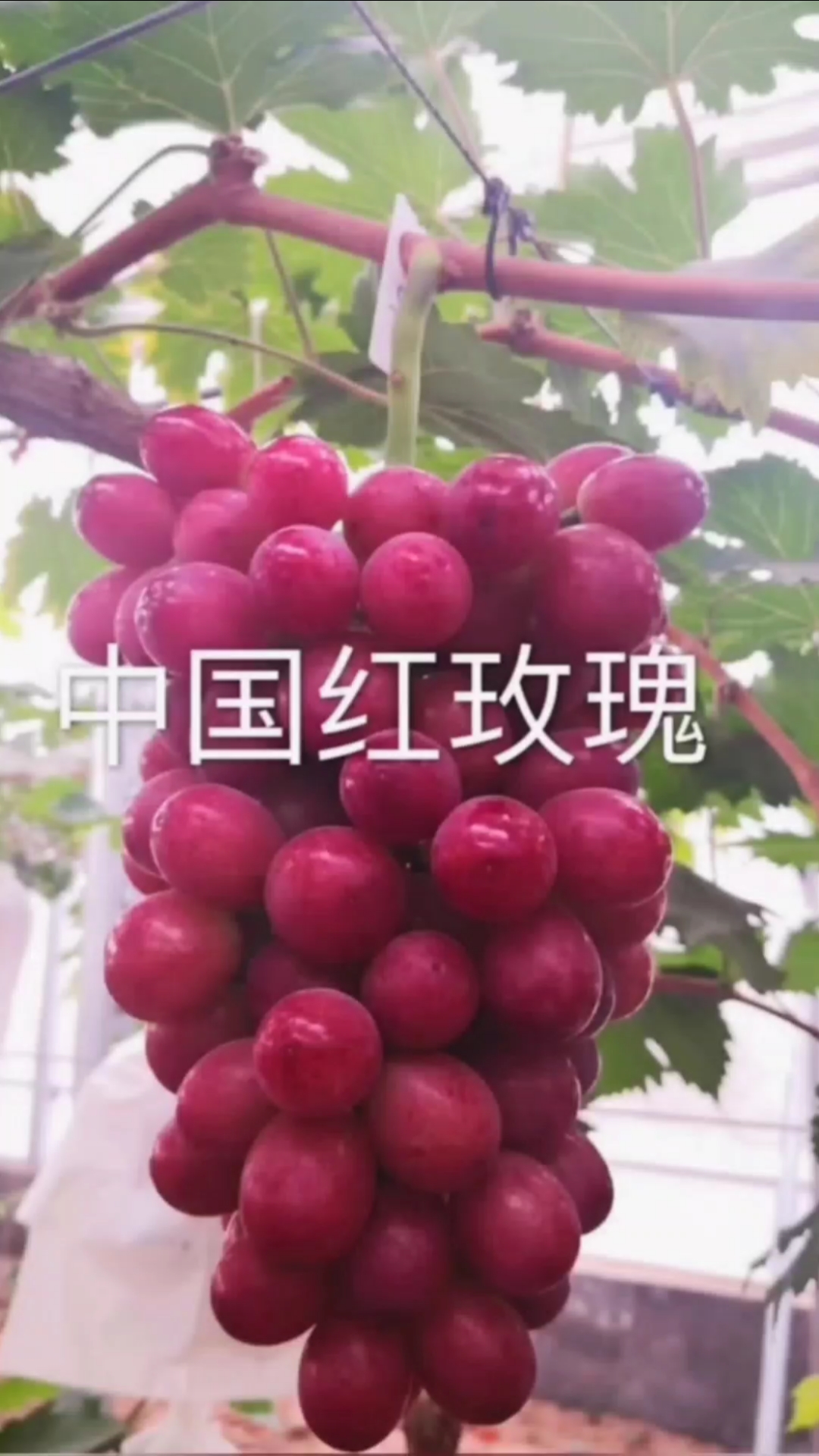 葡萄苗培育#中国红玫瑰葡萄,中熟品种香味自然无籽
