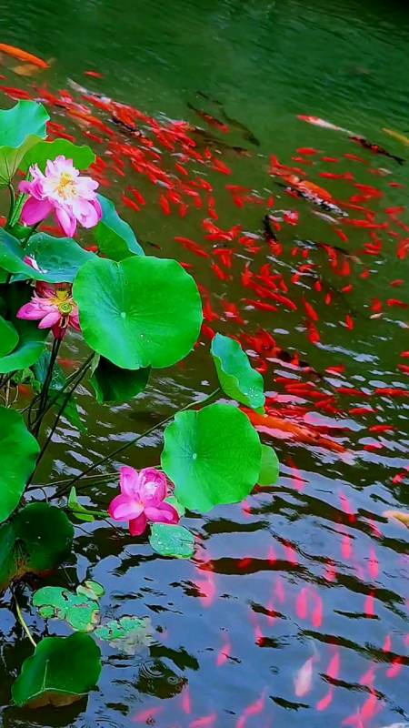 治愈系#锦鲤戏荷间荷花盛开如此美丽#带你看美景寻找最美锦鲤