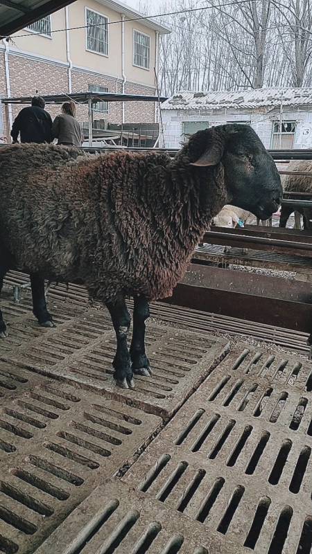 精品乌骨羊种羊,通体乌黑,体型大,耐粗饲,好饲养,能长400斤
