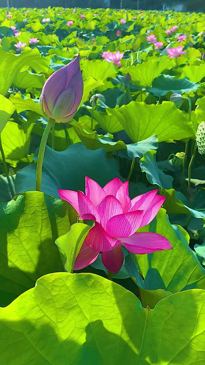 带上全民去旅行#一片荷花的世界