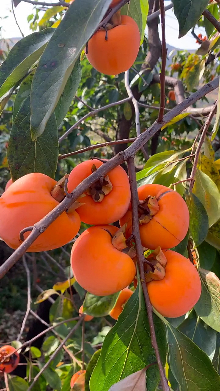 柿子#看看这柿子成熟了,红彤彤的