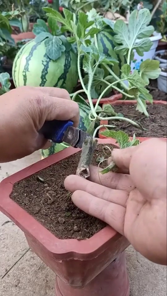 嫁接技术#西瓜嫁接技术分享,成活率非常高.