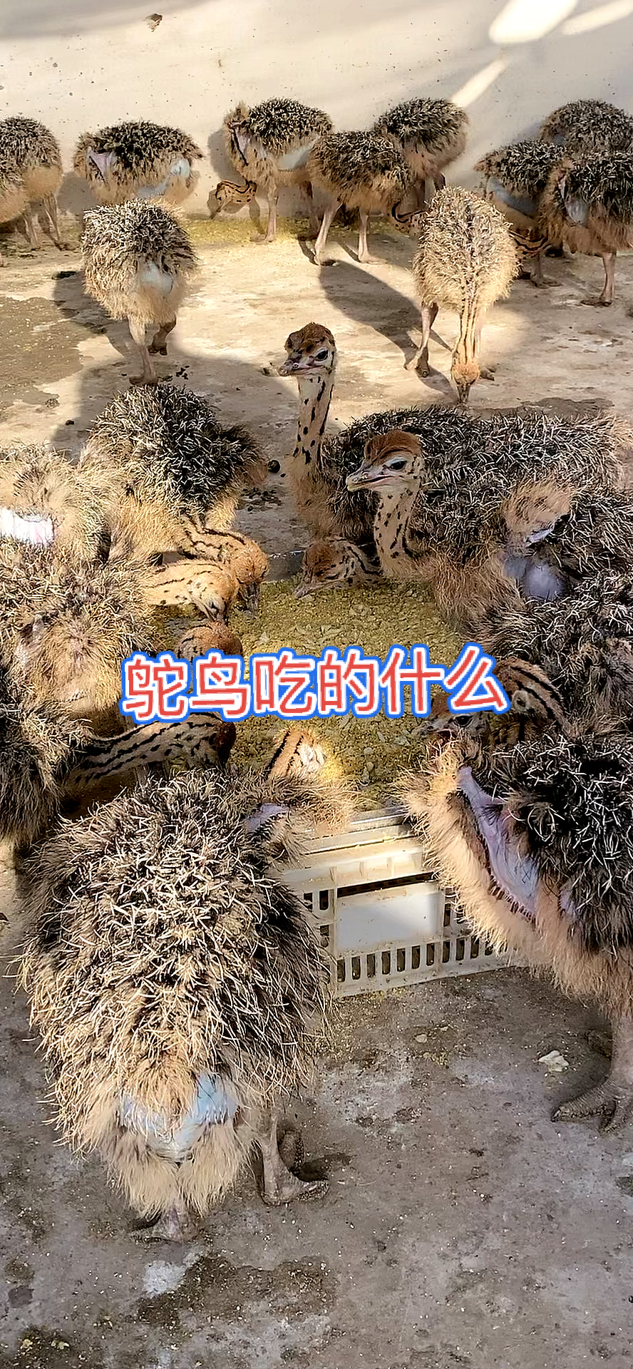 鸵鸟现在行情鸵鸟吃的东西