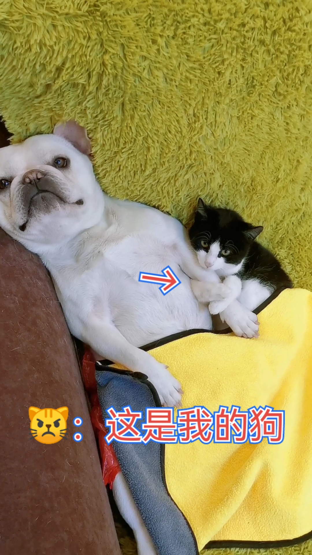 搞笑萌宠#抱着大腿就不撒手