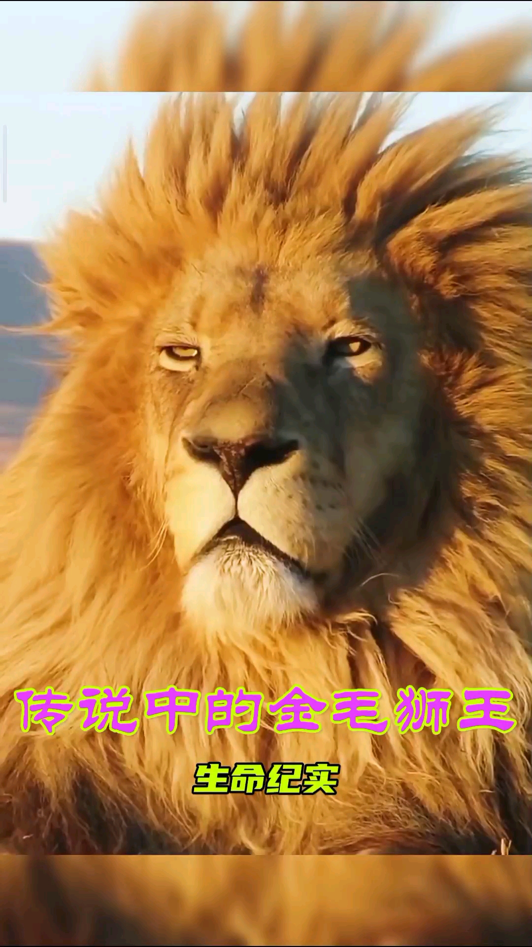 动物世界#传说中的金毛狮王