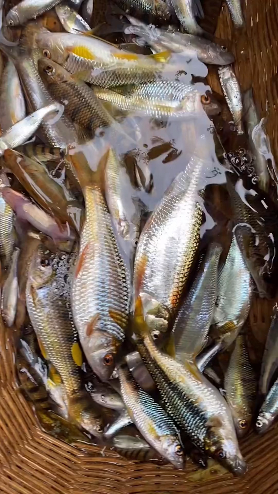 正宗的溪水鱼干好吃香酥全部都是在大山里面的小溪抓的没有经过任何