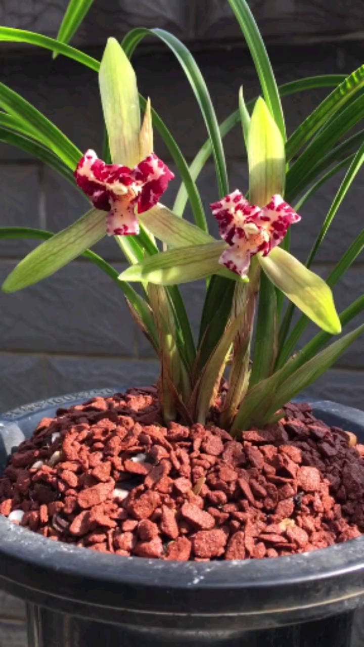 兰花#春兰极品蝶花"红宝石"