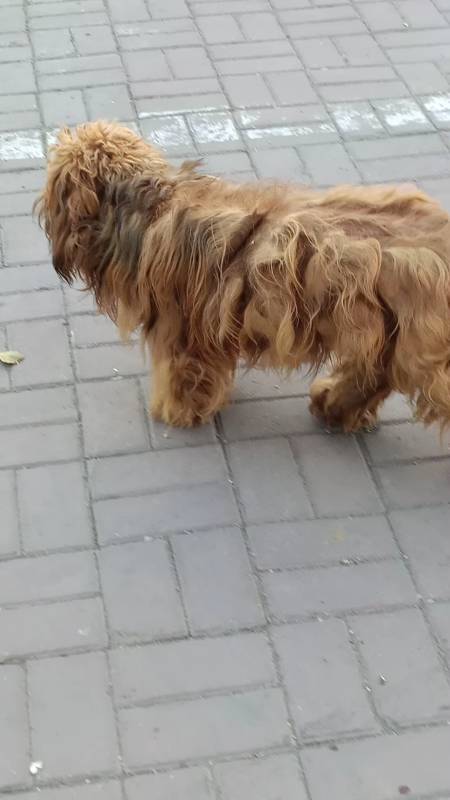 上班生活卷毛狮子狗世上很少有