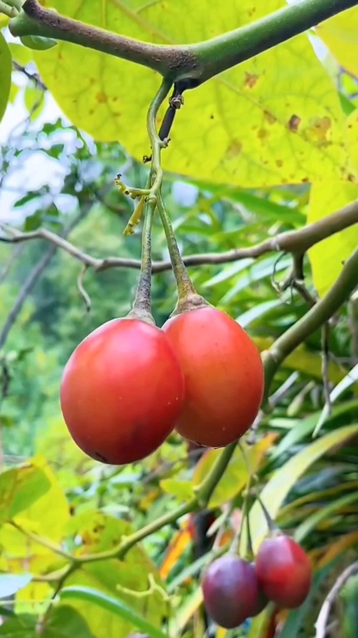 优质农产品#树番茄新鲜洋酸茄,傣味圣女果.