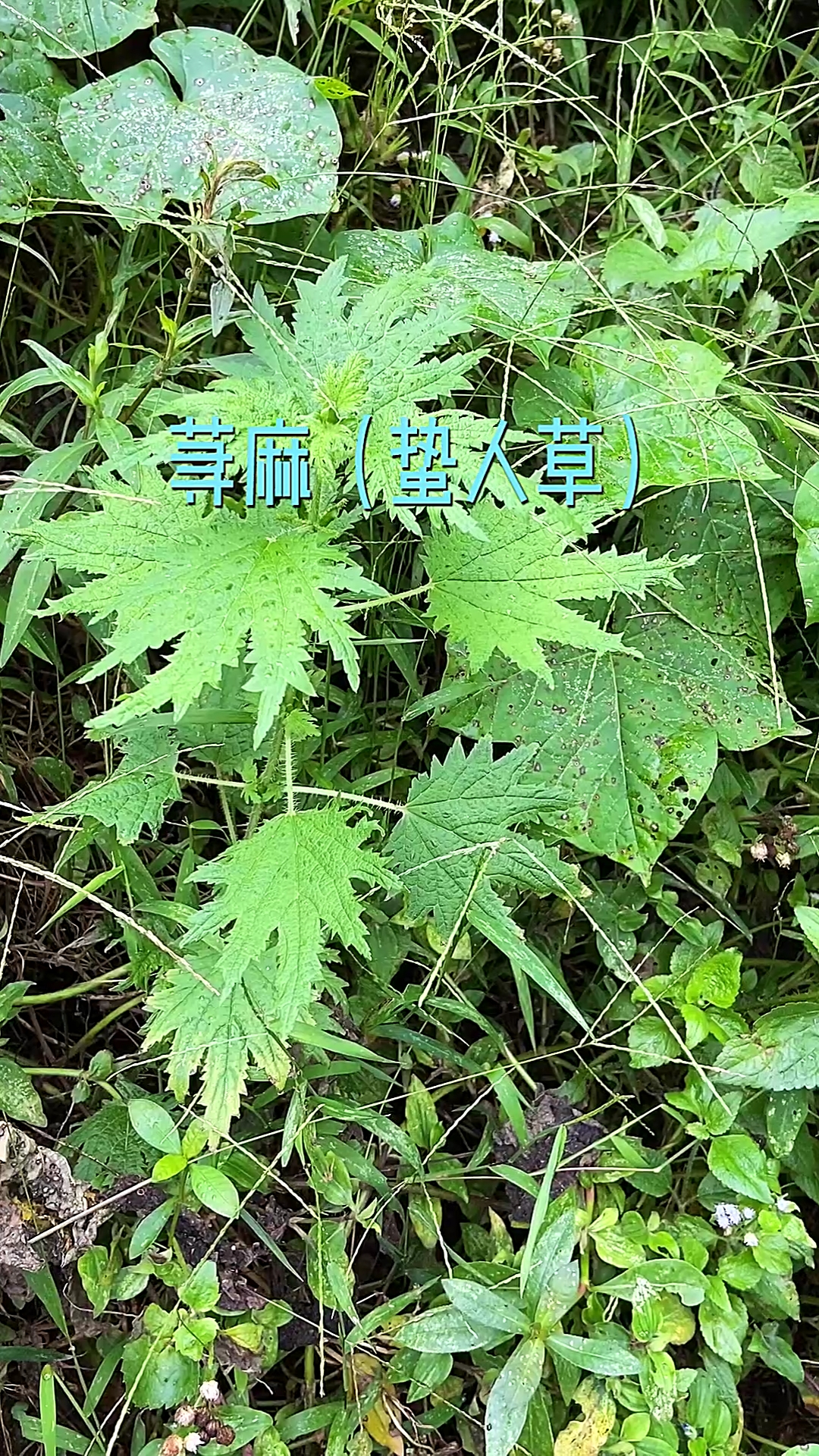 兰麻葵中草药图片图片