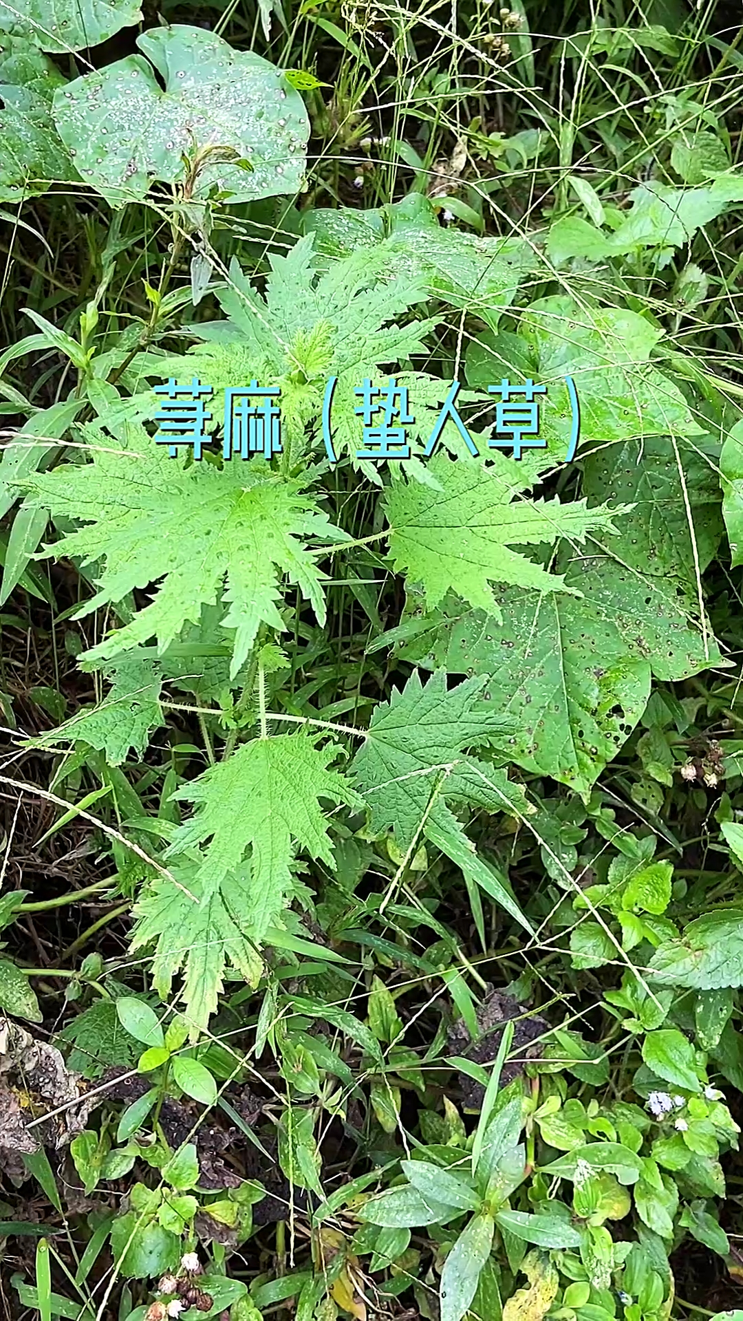 认识中草药#荨麻你小时候被蛰过吗?