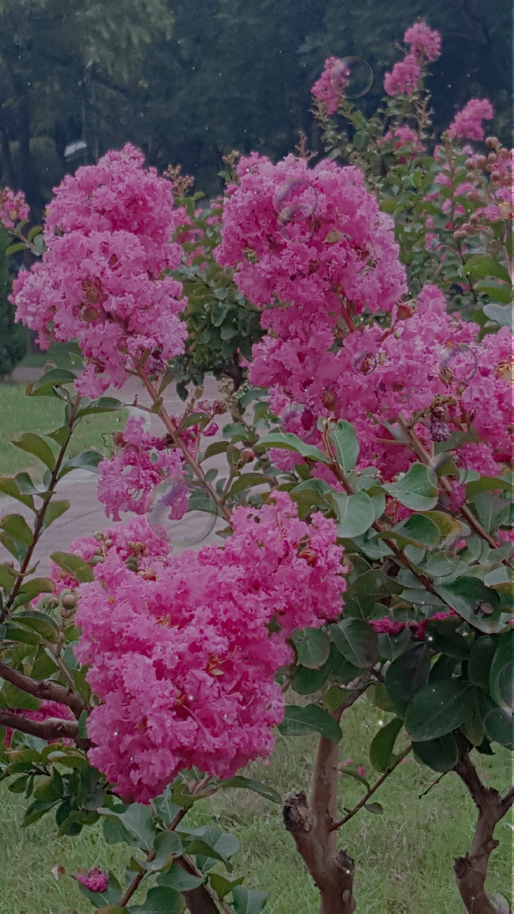 漂亮的粉色紫薇花美丽无比