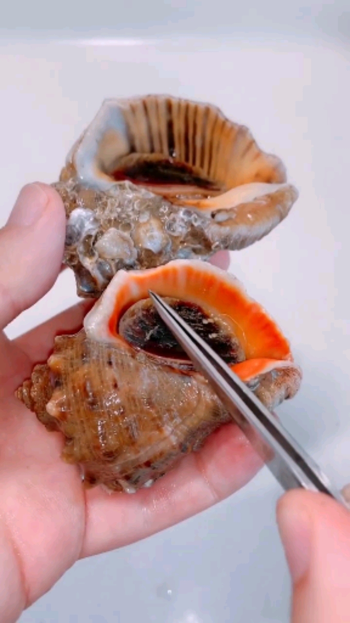美食教程#最正确区分海螺公母的方法应该是这样的