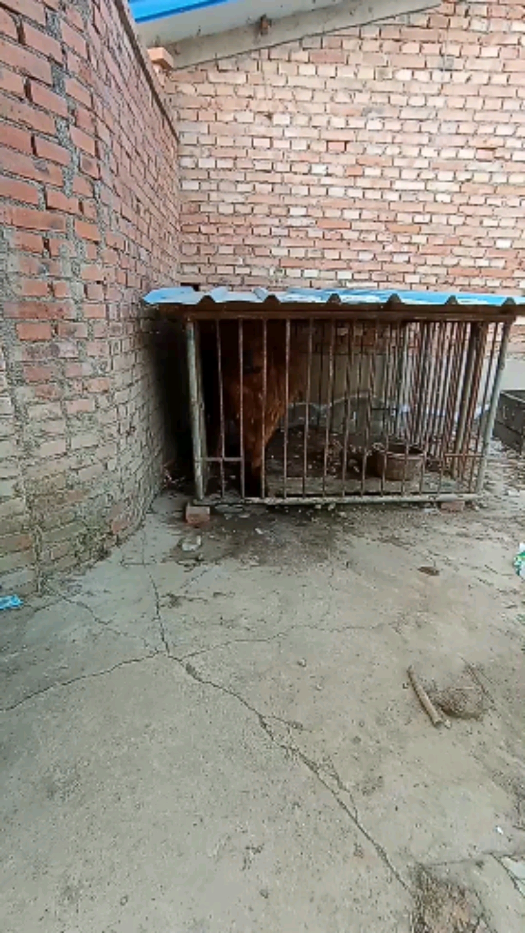 藏獒和金毛后代