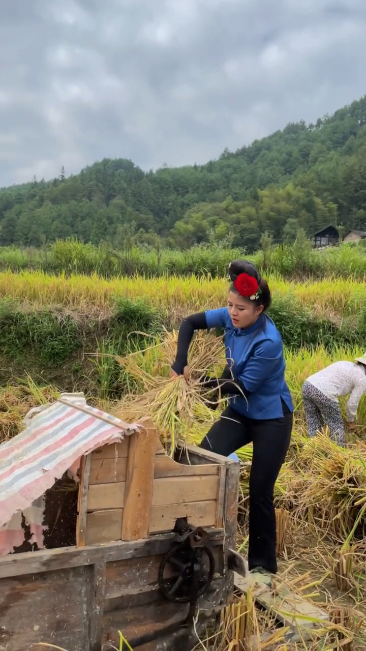 想要体验一下打稻谷的活动开始报名啦!