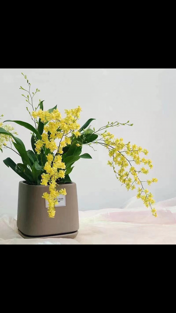 黄色花文心兰,花苞多多,花期长