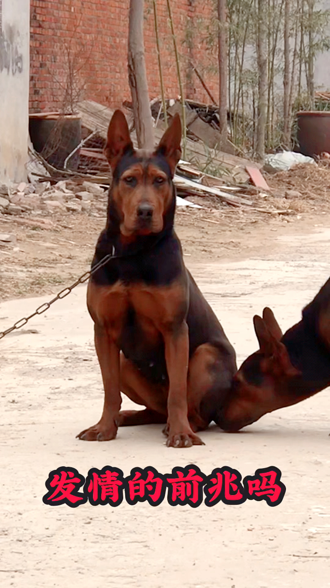 莱州红犬中国红犬狗狗莱州红犬热门