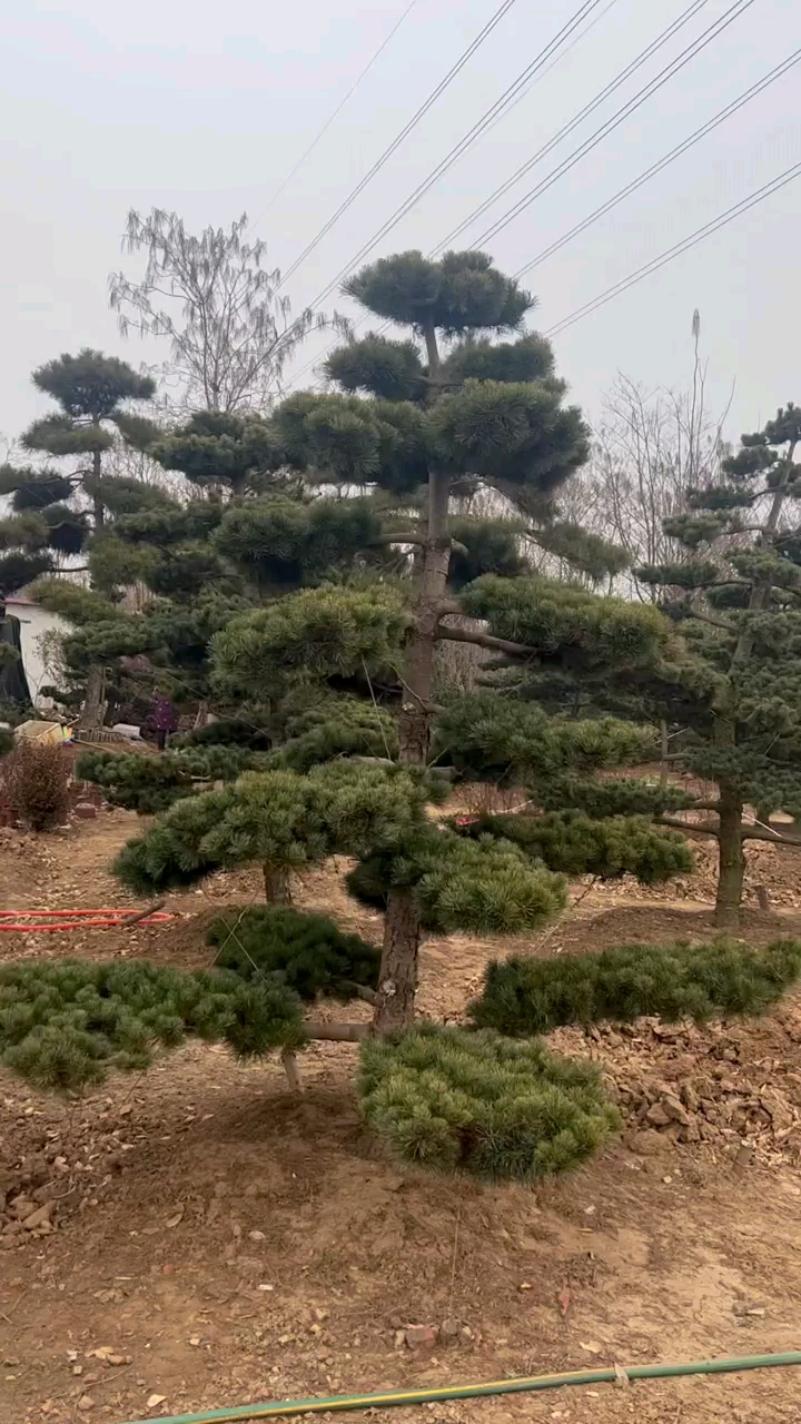 造型五针松,四季常青不落叶,耐寒耐旱南北方都可以栽植