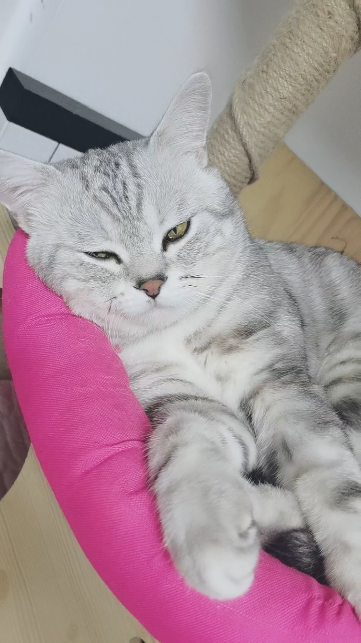 准备睡觉了的小帅