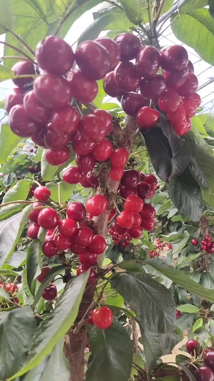 帶你看三農#密植一根棍大櫻桃開始成熟了,吉塞拉櫻桃苗