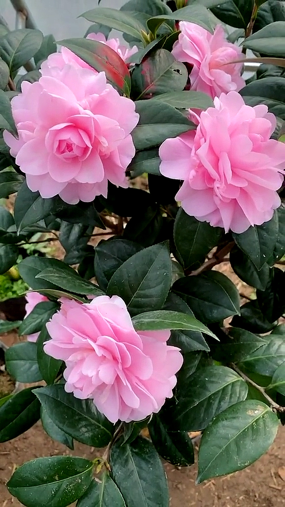 乌马克茶花开品鉴赏!