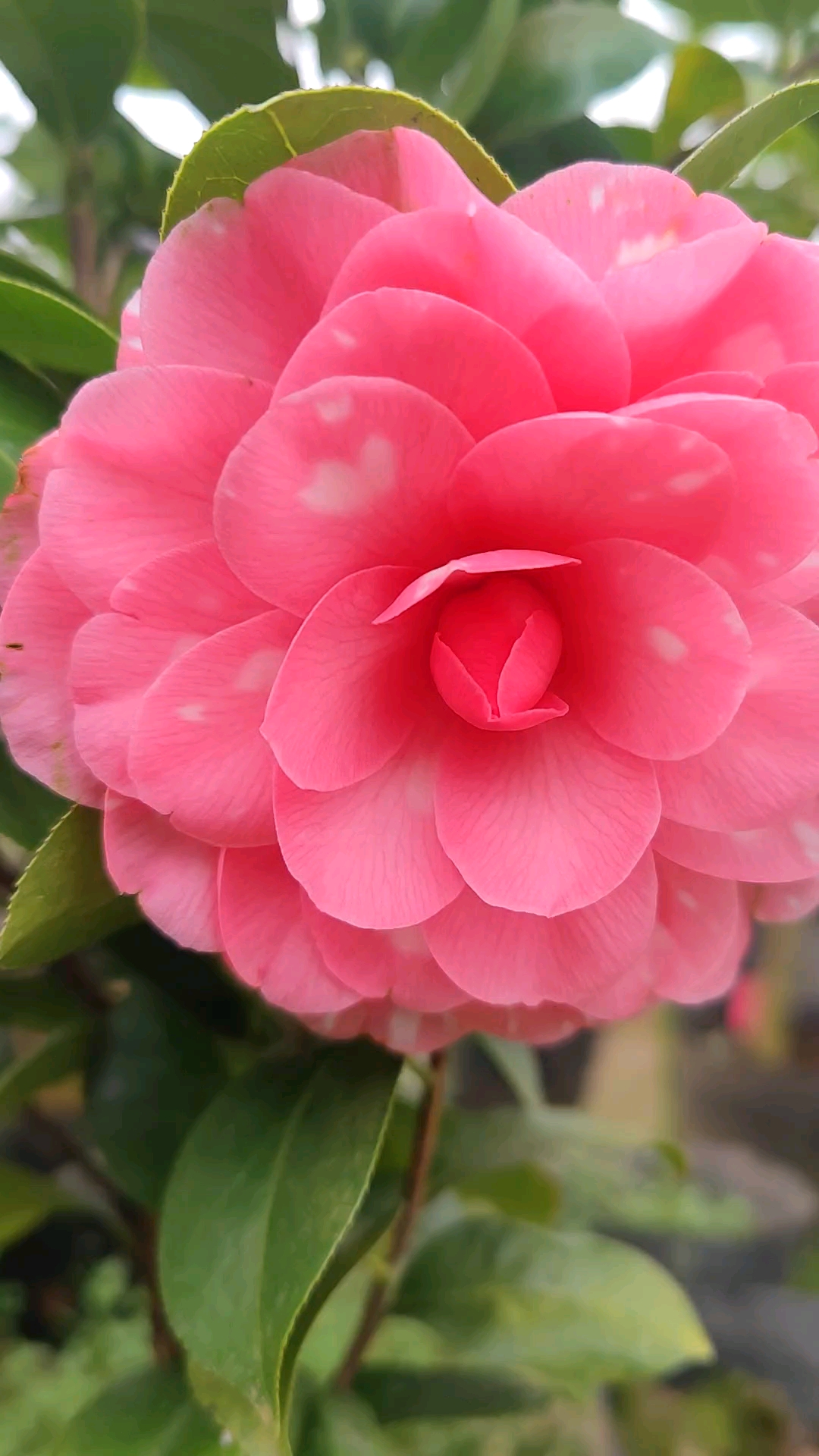 茶花复色伊丽莎白织女