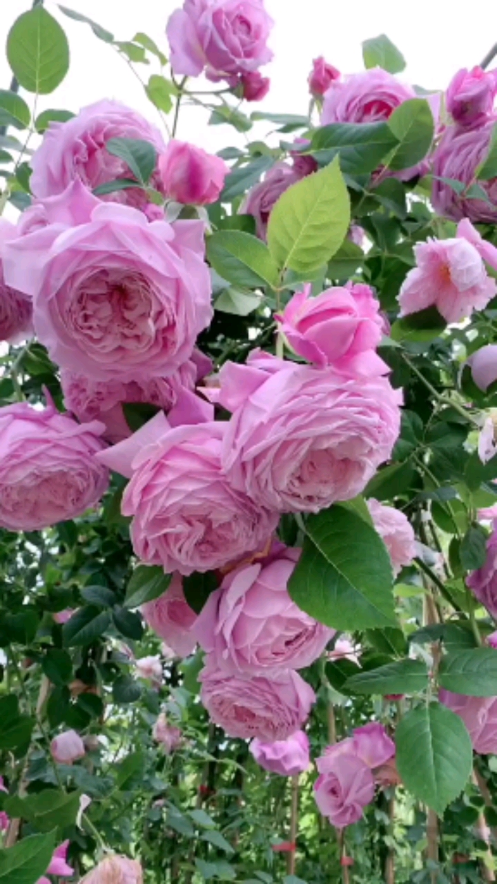 爬藤月季大花浓香型花卉四季开花