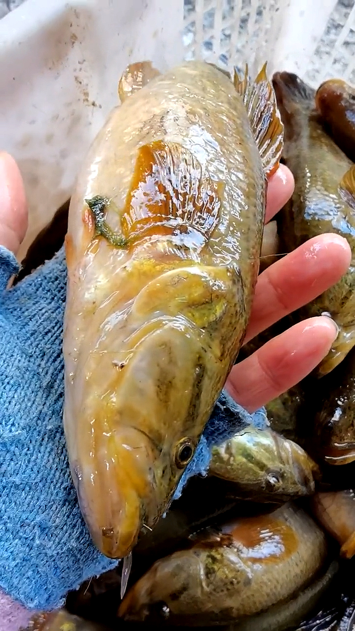 全民小剧场#东北的老头鱼!