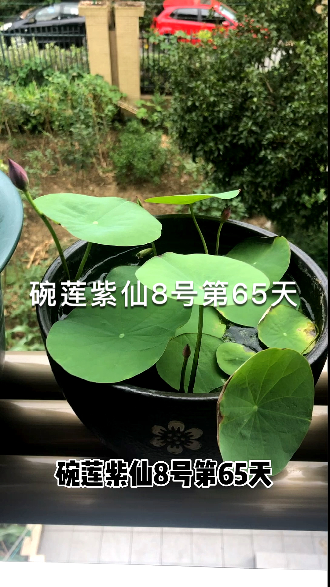 碗莲#碗莲紫仙8号第65天
