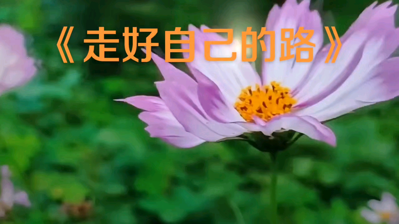 《走好自己的路》二胡跟唱