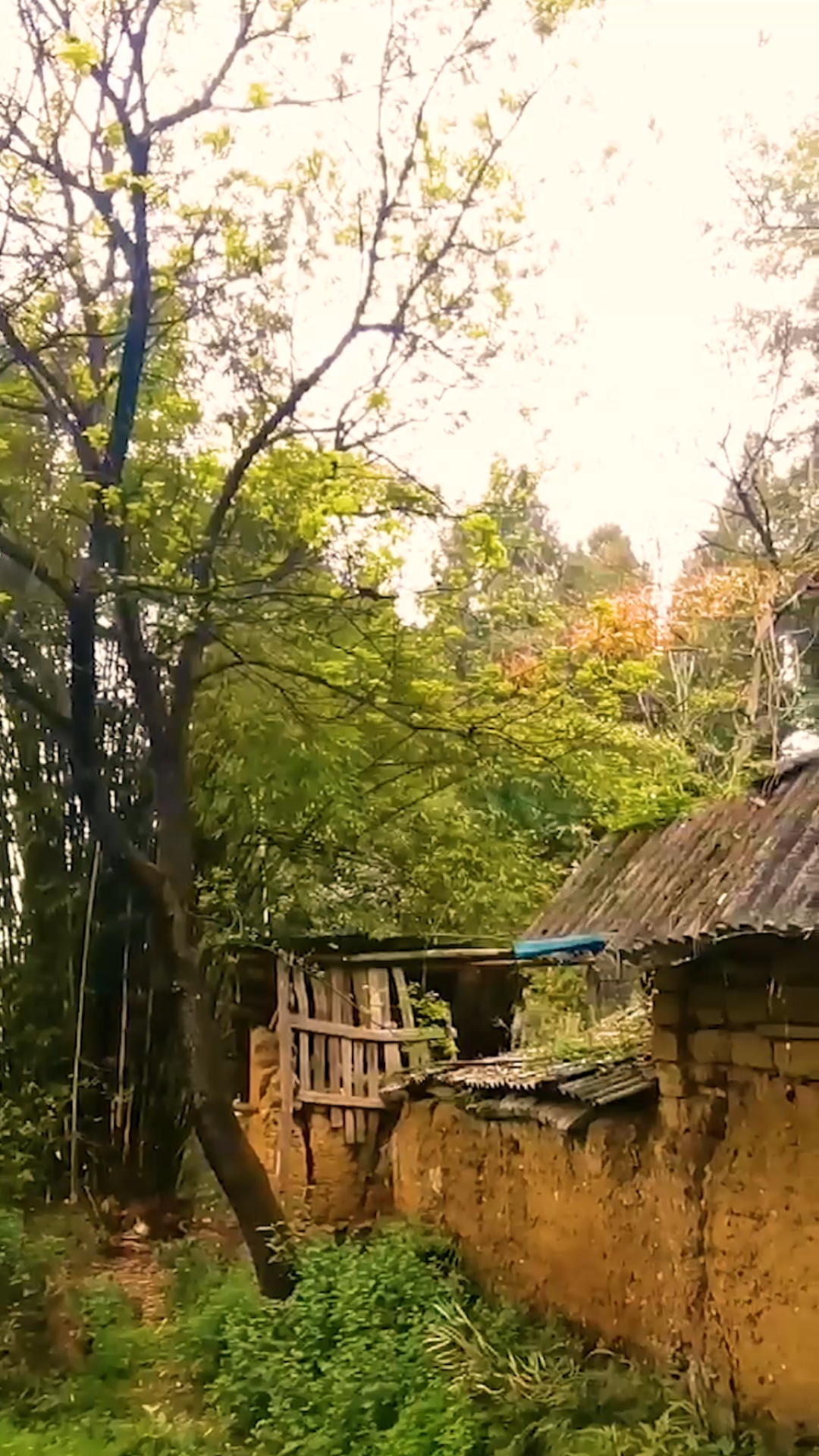 乡村生活#小瓦屋,泥巴墙,漂泊了那么多年,你还记得跨出去的那道门吗?